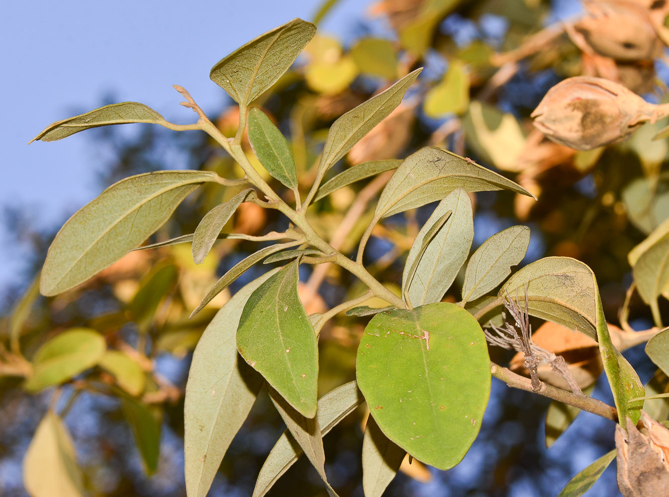 Image of Lagunaria patersonia specimen.