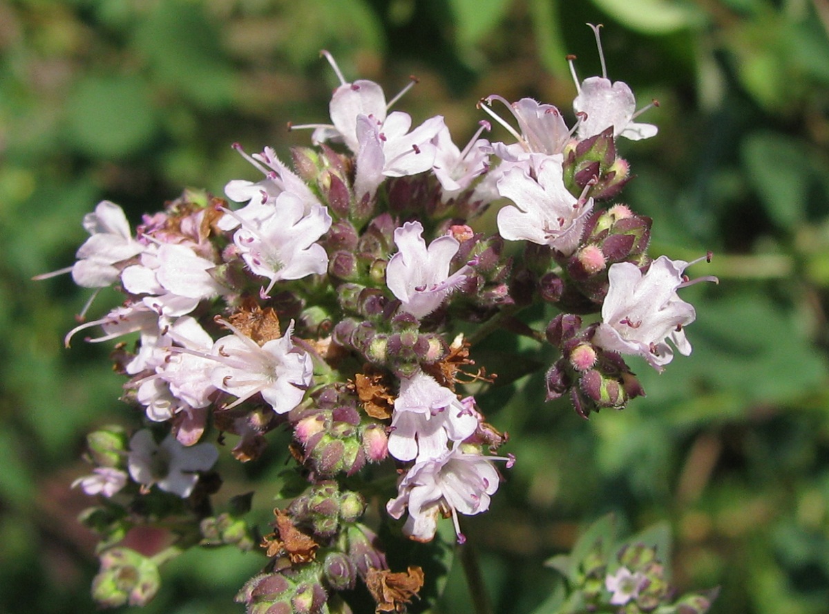 Image of Origanum vulgare specimen.