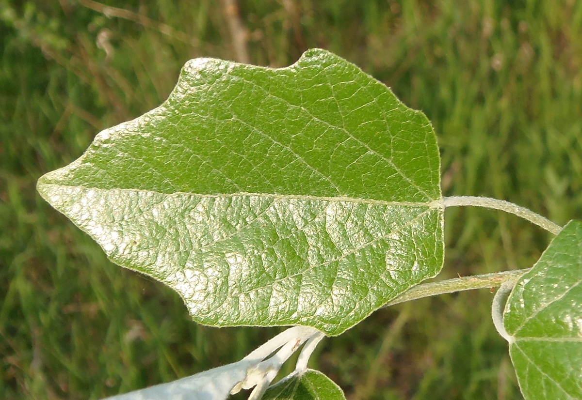 Image of Populus alba specimen.