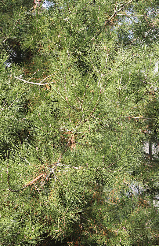 Image of Pinus pityusa specimen.