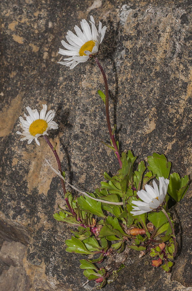 Image of Arctanthemum arcticum specimen.