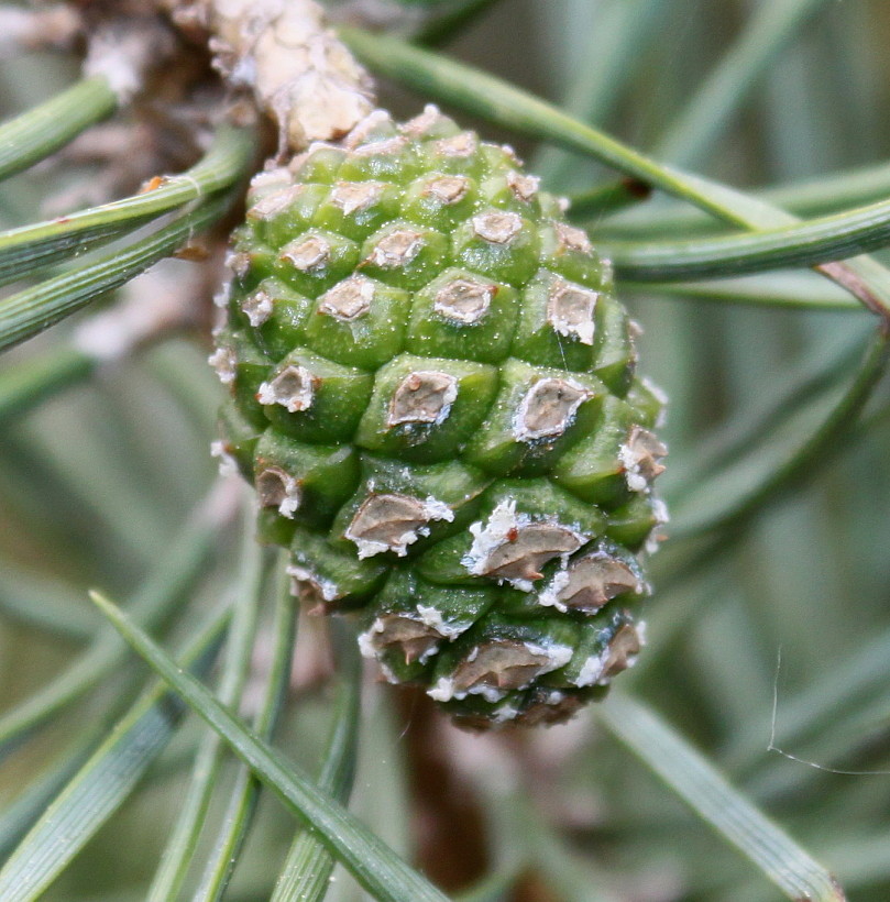 Изображение особи Pinus sylvestris.