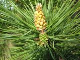 Смотреть изображение Pinus sylvestris