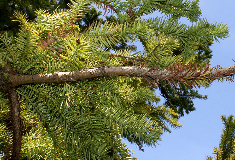 Image of Cunninghamia lanceolata specimen.