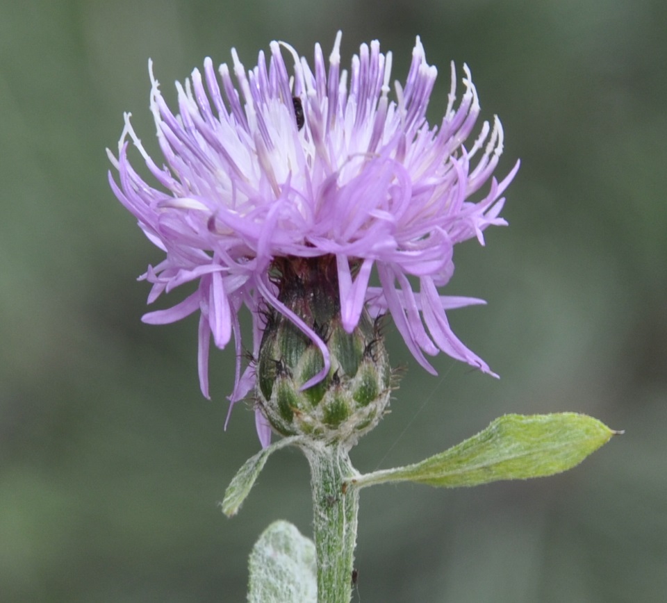 Изображение особи Centaurea cuneifolia.