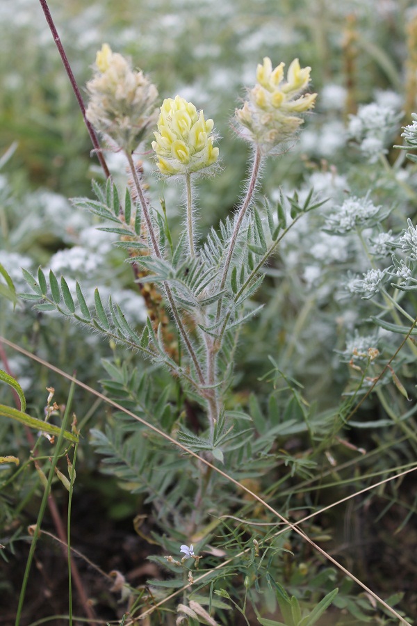 Изображение особи Oxytropis pilosa.