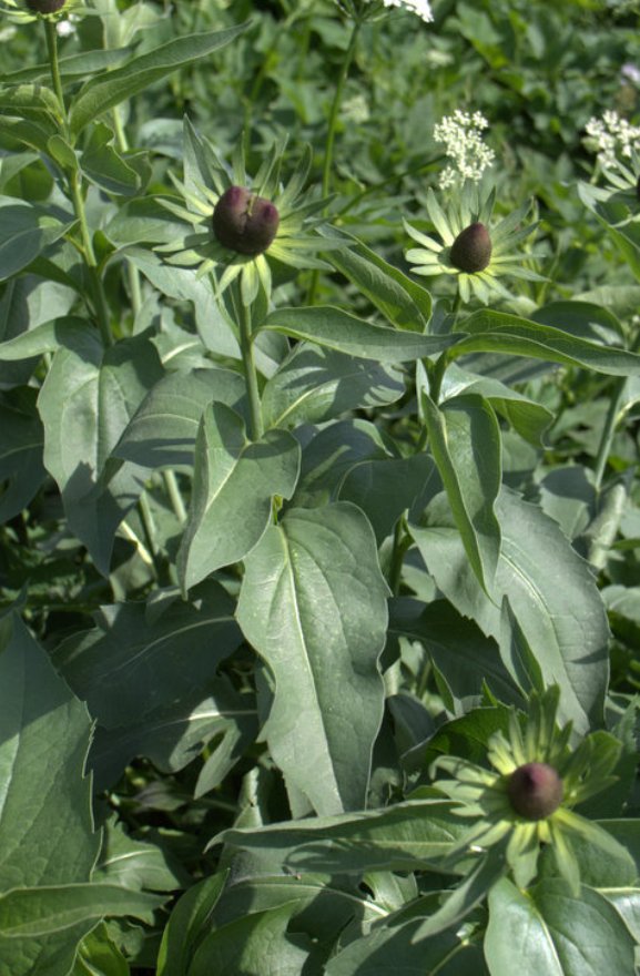 Image of Rudbeckia occidentalis specimen.