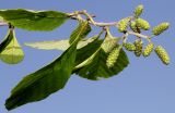 Alnus incana subspecies rugosa. Побег с невызревшими соплодиями. Германия, г. Дюссельдорф, Ботанический сад университета. 03.06.2014.