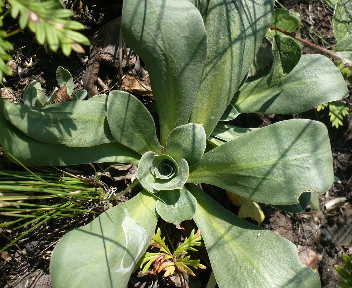 Image of Goniolimon speciosum specimen.