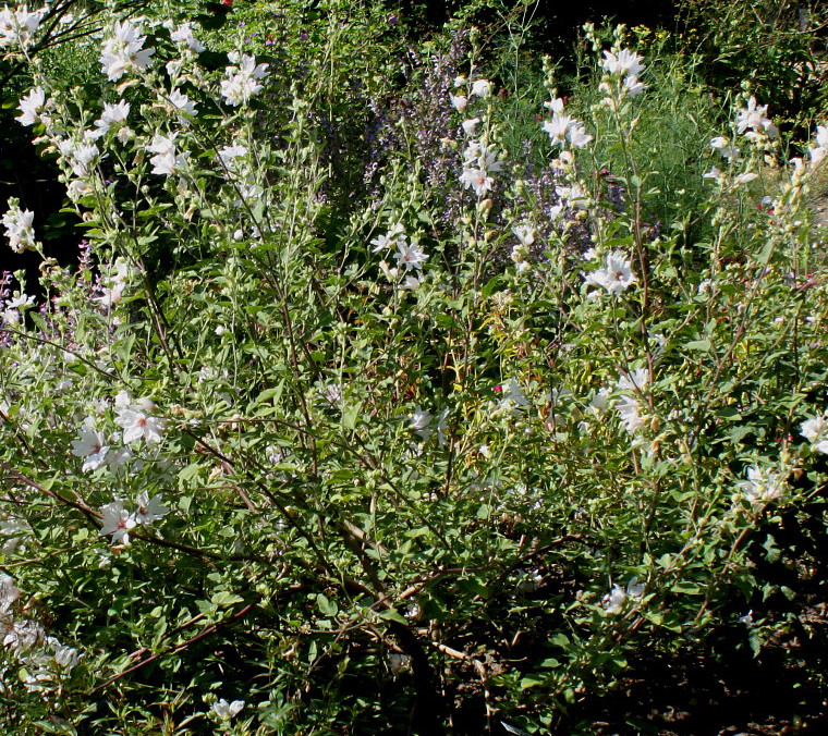 Image of Malva olbia specimen.