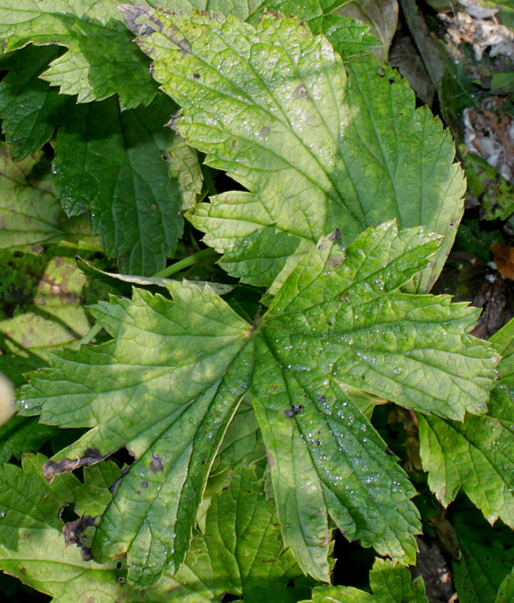 Image of Anemone hupehensis specimen.