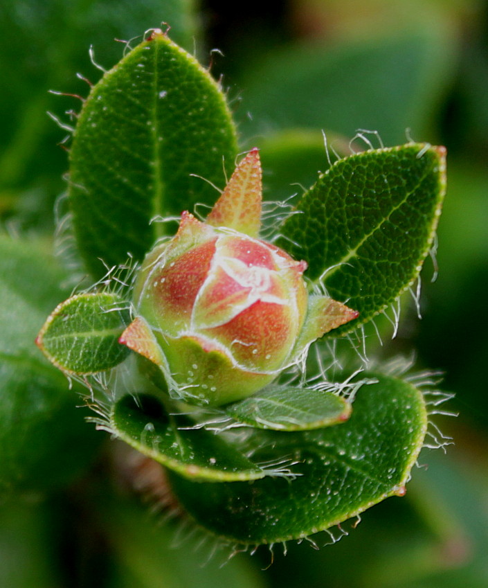 Изображение особи Rhododendron hirsutum.