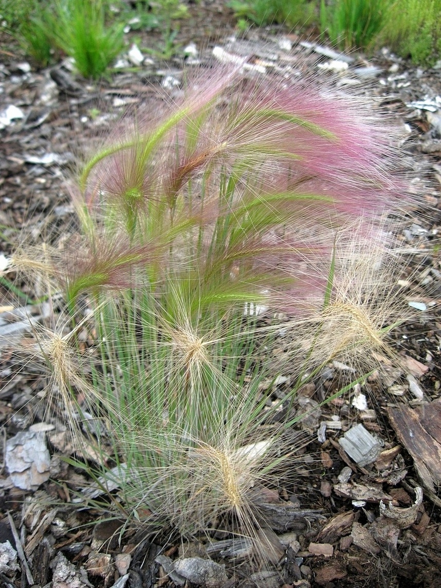 Image of Hordeum jubatum specimen.