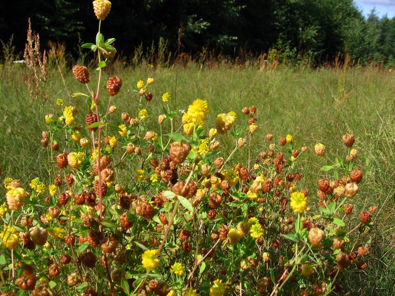 Image of Trifolium aureum specimen.