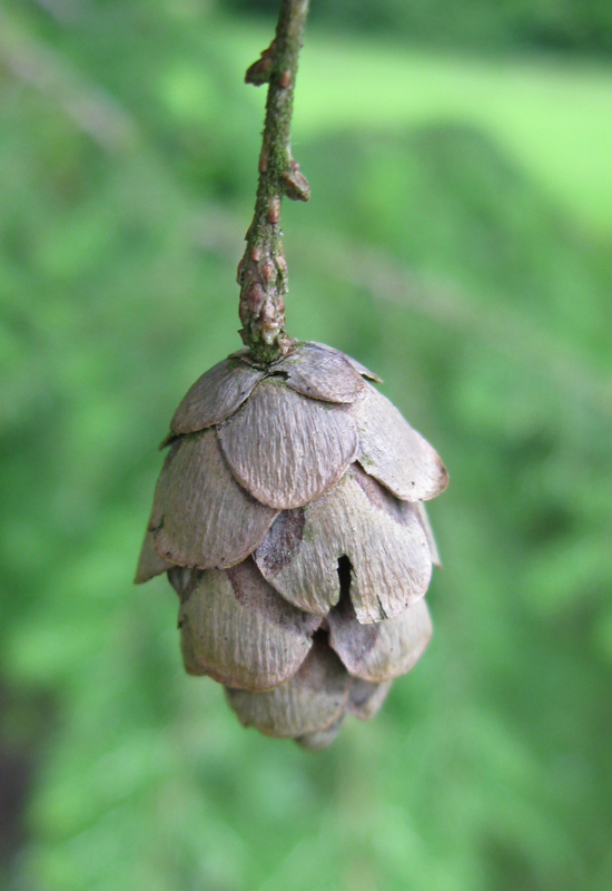 Изображение особи Tsuga canadensis.