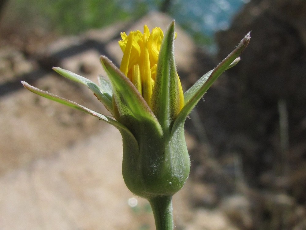 Image of Tragopogon elatior specimen.