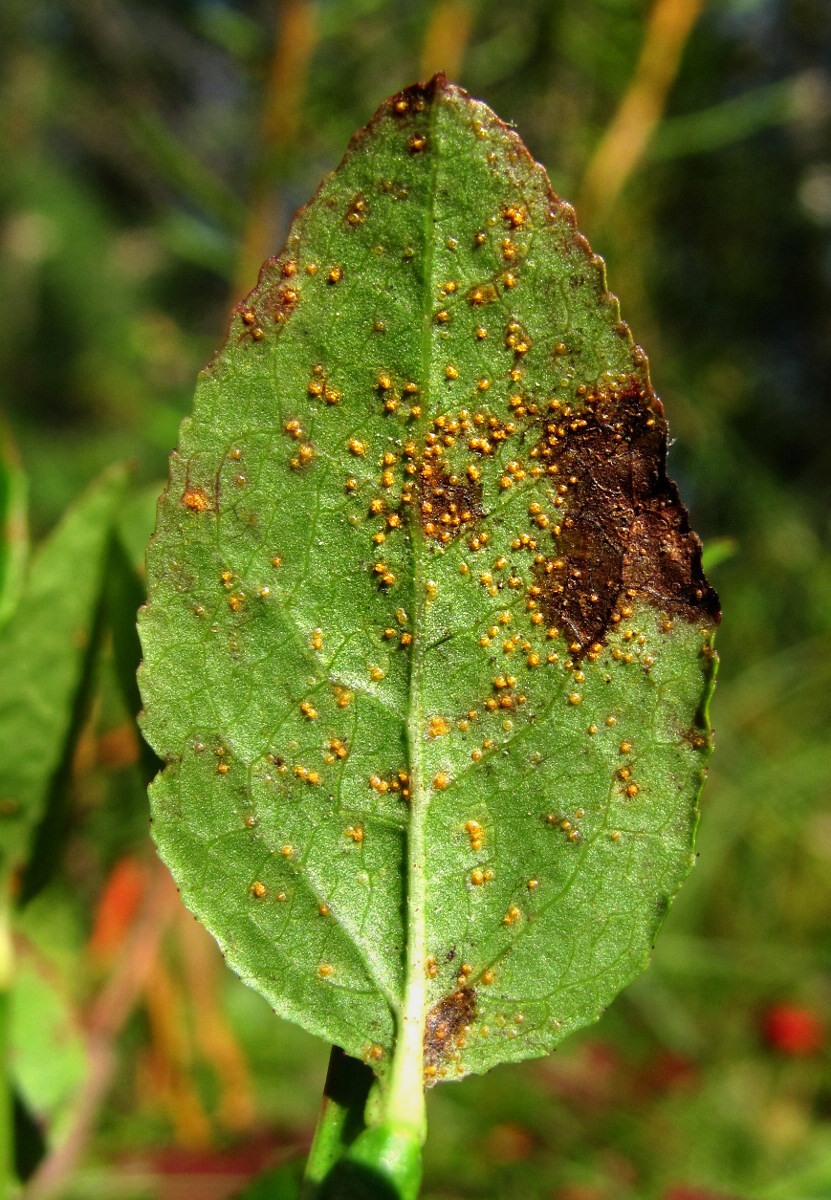 Image of Vaccinium myrtillus specimen.