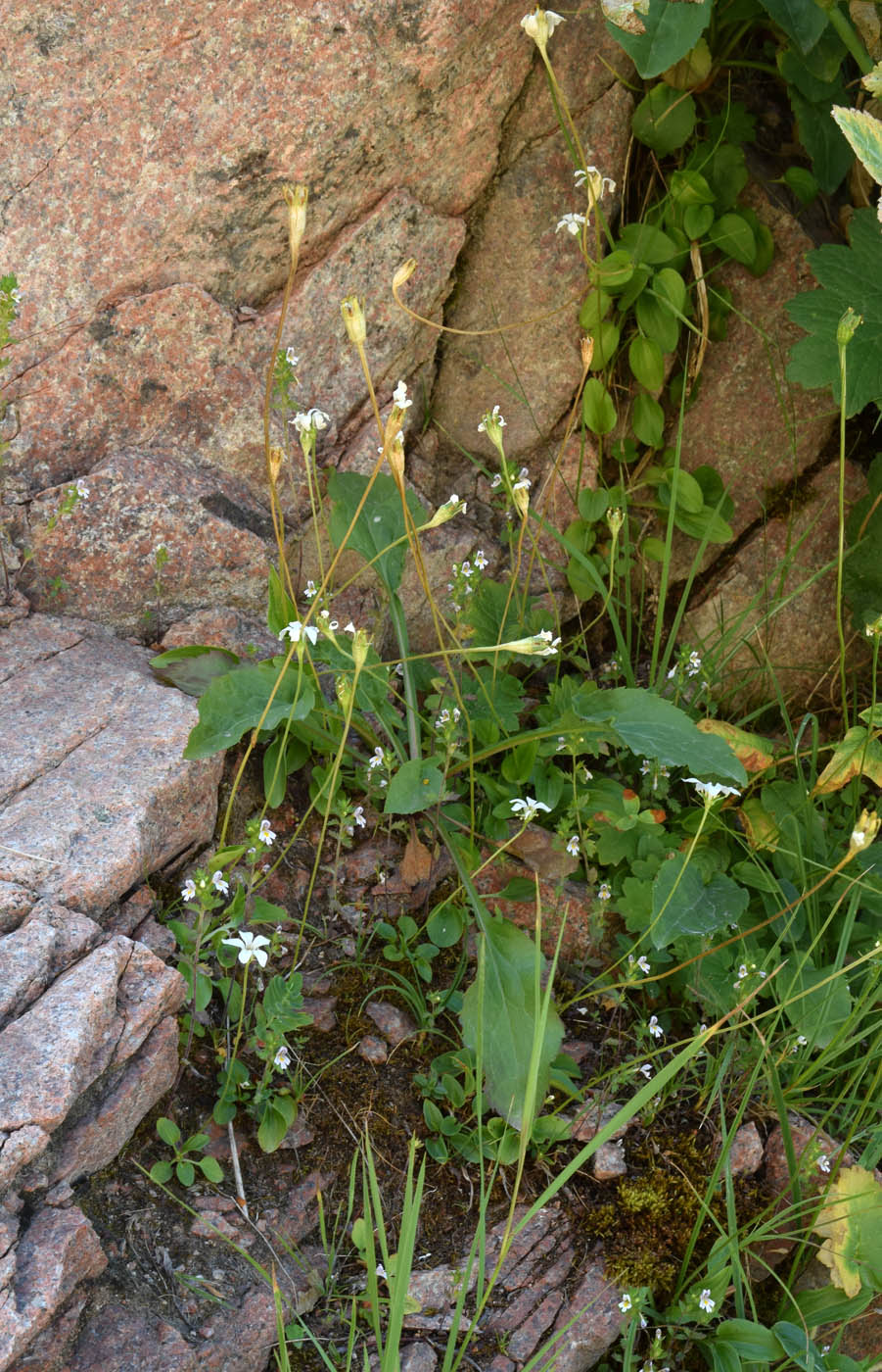 Image of Parnassia laxmannii specimen.