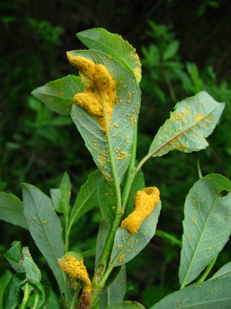 Изображение особи Salix phylicifolia.