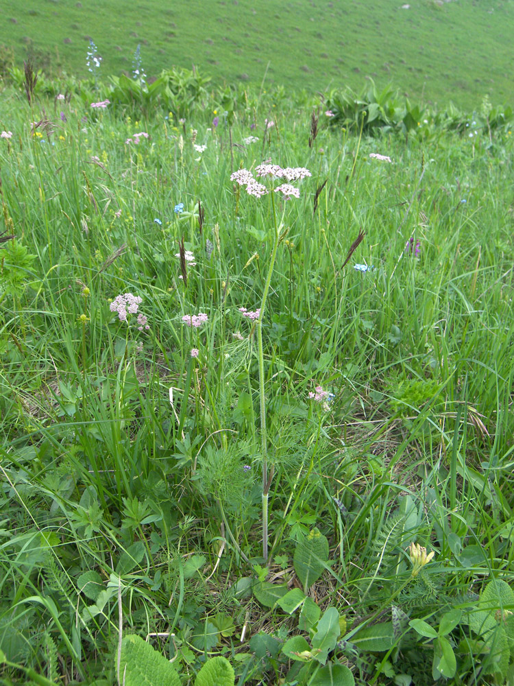 Image of Chaerophyllum millefolium specimen.