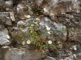 Erigeron karvinskianus. Цветущее растение на каменной стене. Франция, Приморские Альпы, Гурдон. 22.07.2014.