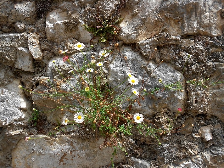 Изображение особи Erigeron karvinskianus.