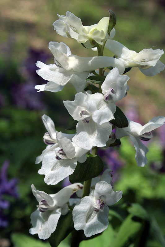 Изображение особи Corydalis cava.