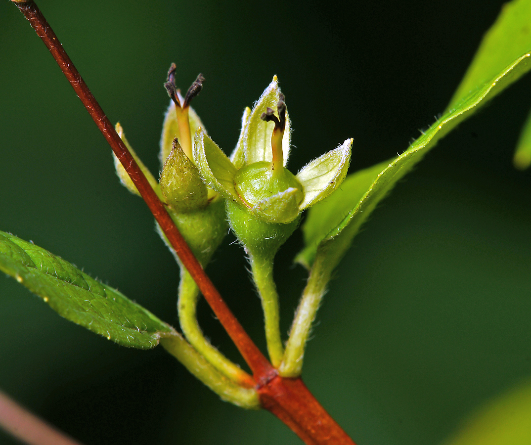 Image of Philadelphus coronarius specimen.