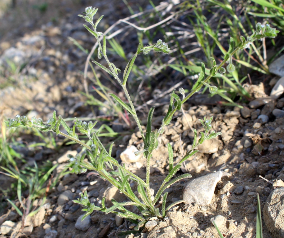 Изображение особи семейство Boraginaceae.