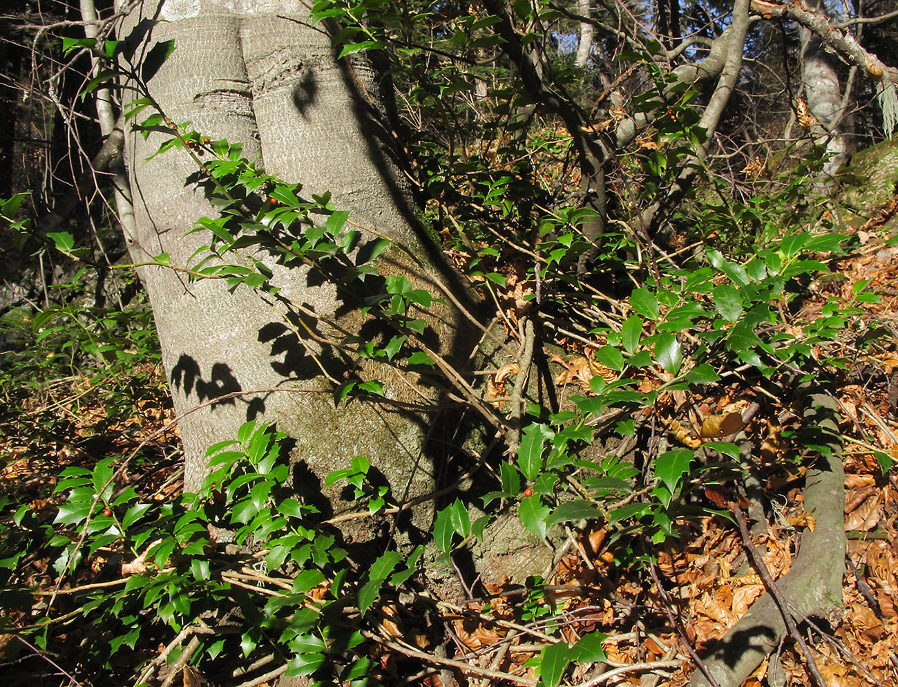 Image of Ilex colchica specimen.