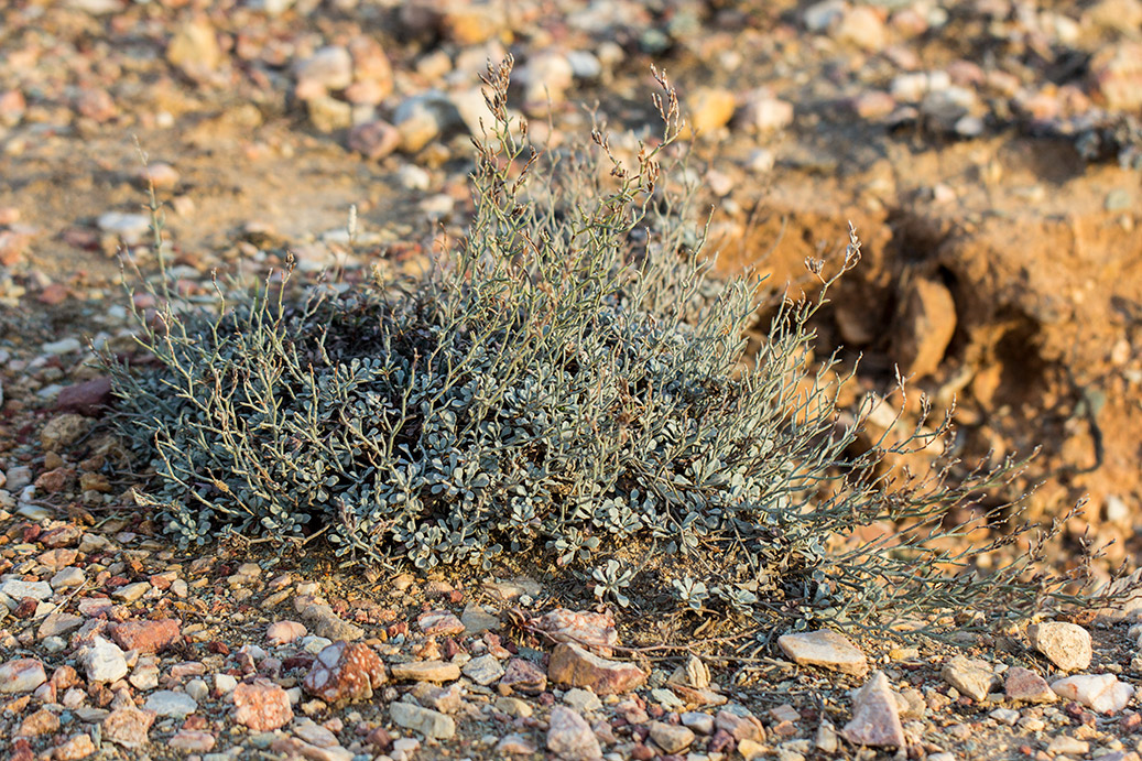 Image of Limonium roridum specimen.