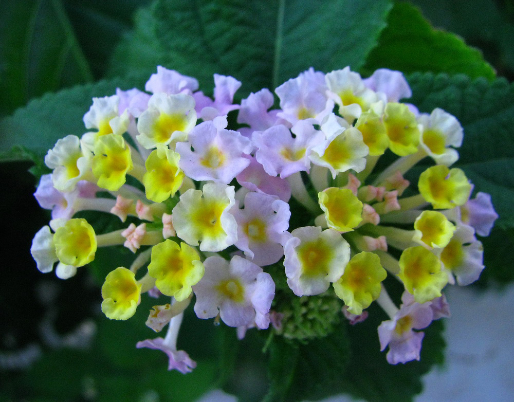 Image of Lantana camara specimen.