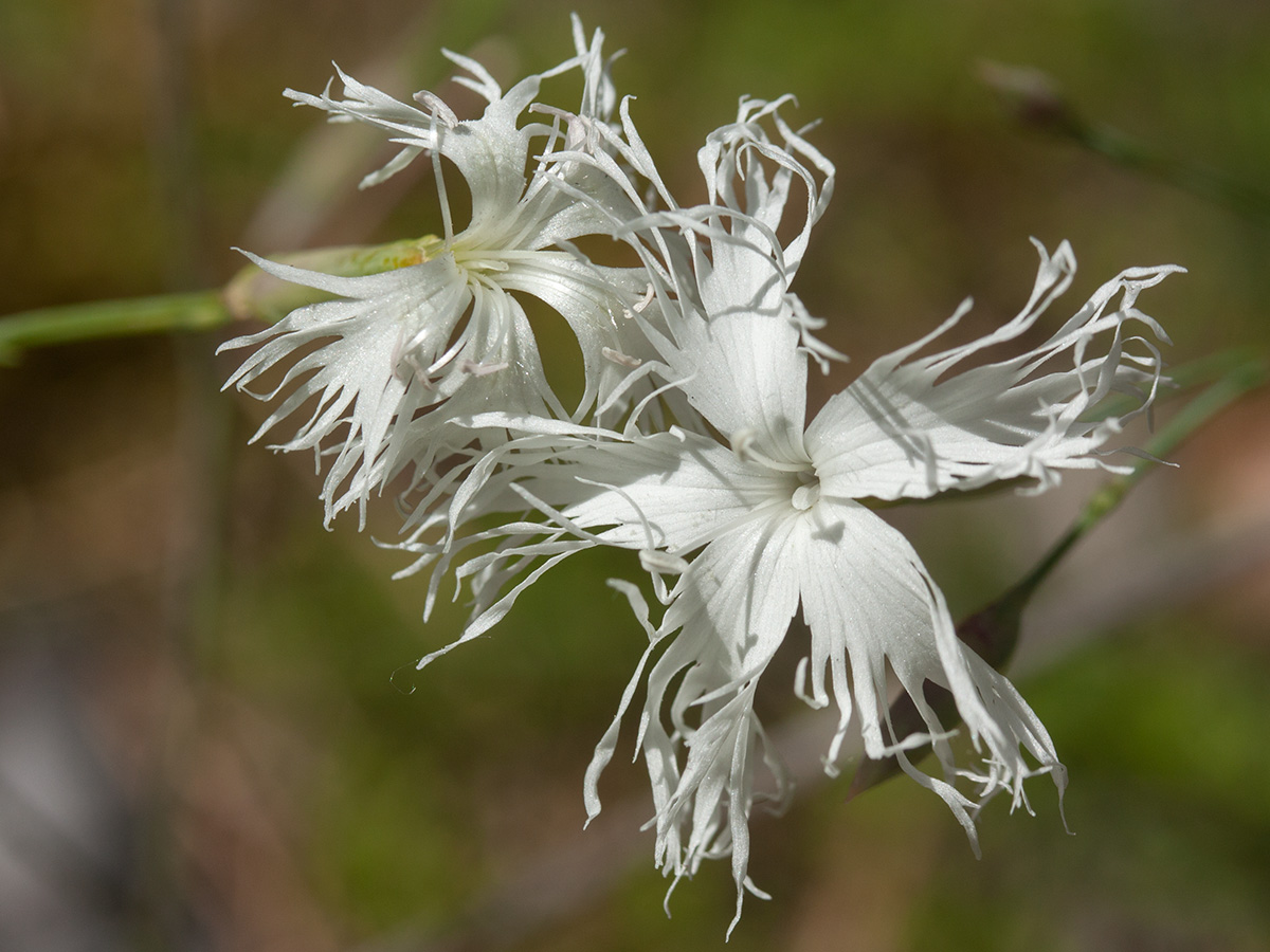 Image of Dianthus borussicus specimen.