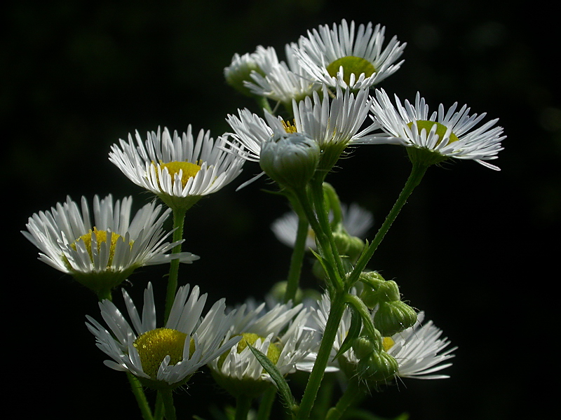 Image of Erigeron strigosus specimen.