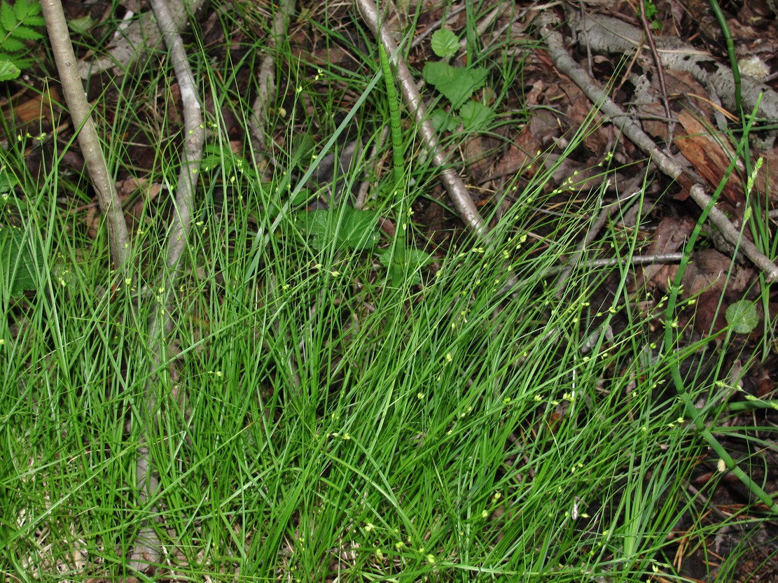 Image of Carex disperma specimen.