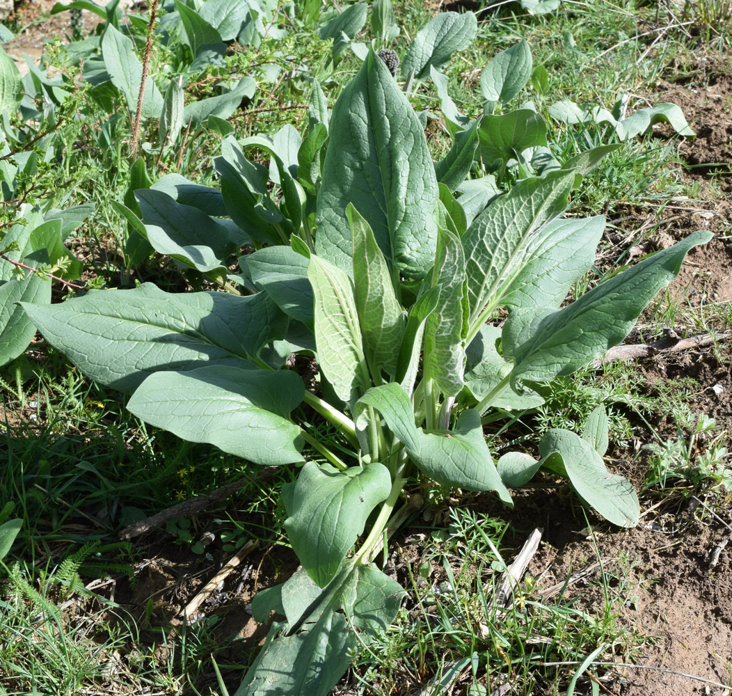 Изображение особи Solenanthus circinnatus.