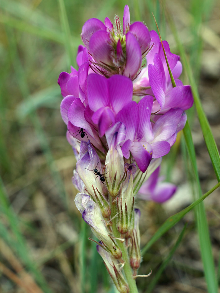 Image of Hedysarum gmelinii specimen.