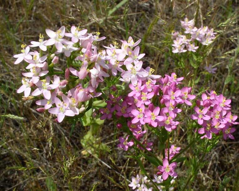 Image of Centaurium erythraea specimen.