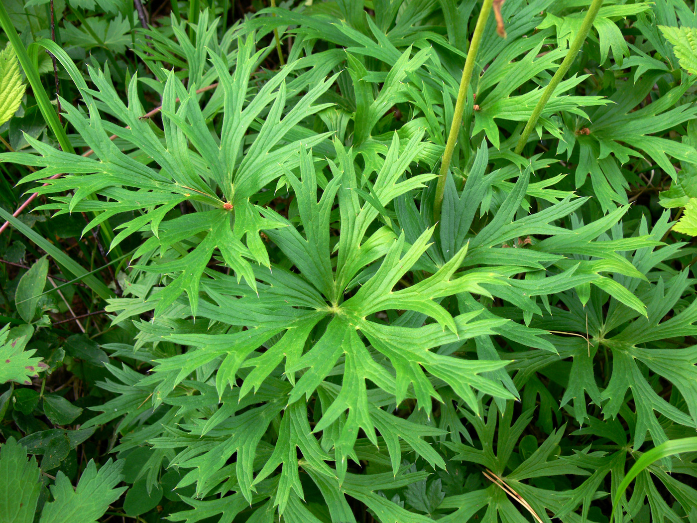 Image of Pulsatilla uralensis specimen.