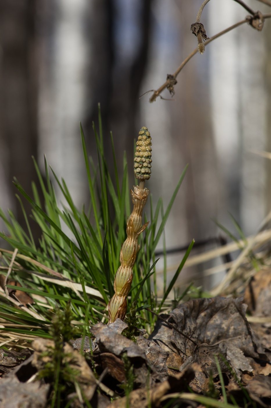 Изображение особи Equisetum sylvaticum.