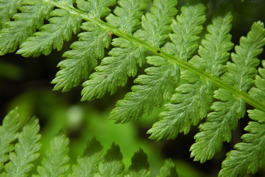 Изображение особи Athyrium filix-femina.