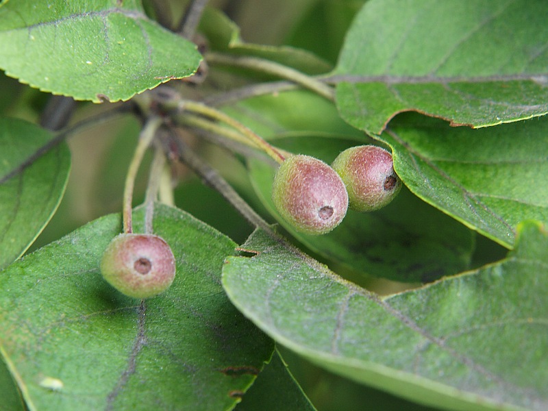 Image of Malus mandshurica specimen.