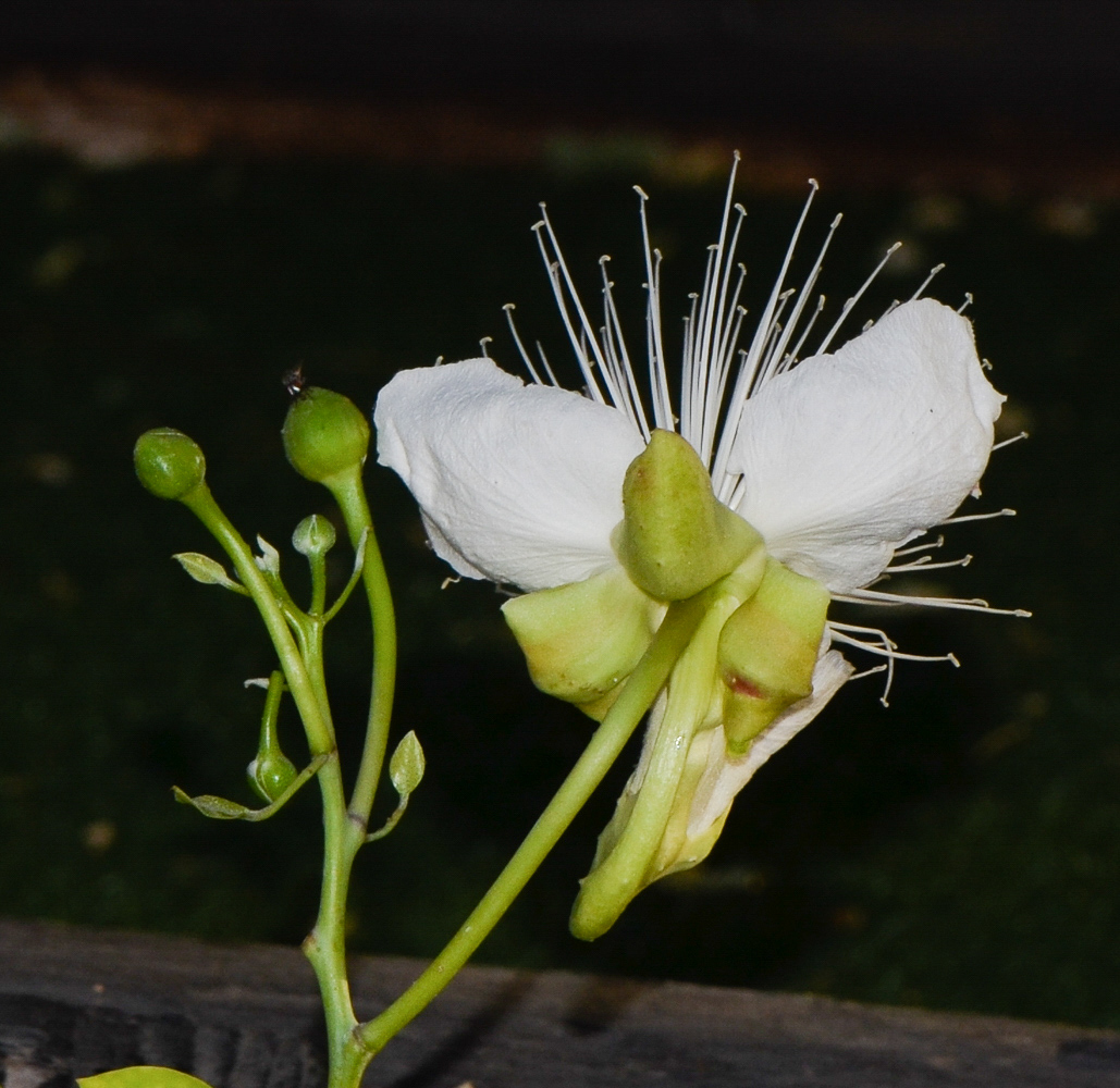 Image of Capparis cartilaginea specimen.