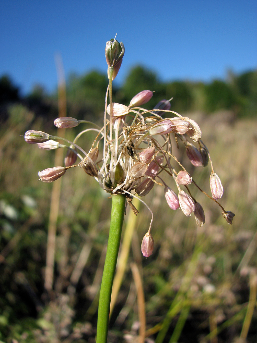 Image of Allium podolicum specimen.