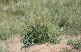 Chenopodium acuminatum