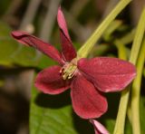 Combretum indicum