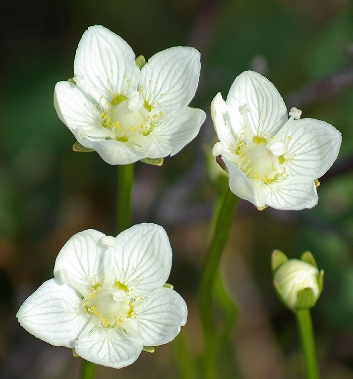 Image of Parnassia palustris specimen.