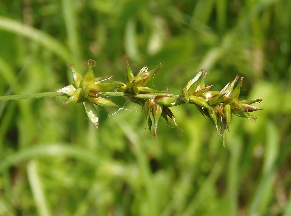 Image of Carex spicata specimen.