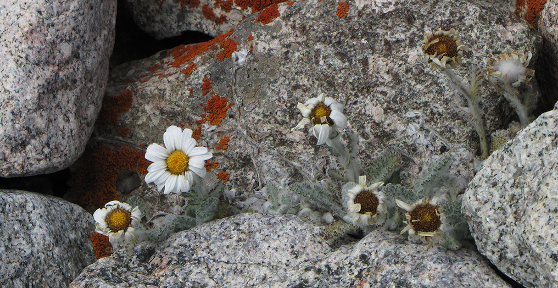 Image of Richteria leontopodium specimen.