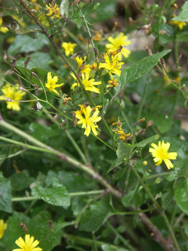 Изображение особи Lapsana grandiflora.